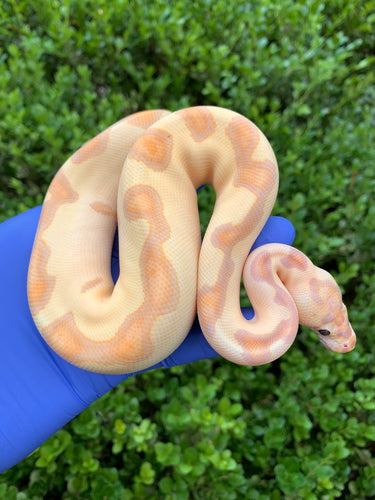 2024 Male Banana Enchi Clown