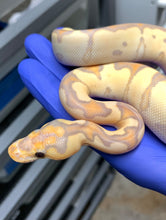 Female Banana Clown 04