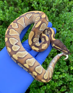2024 Female Enchi Mojave YB (Blackhead)