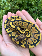 2024 Female Vanilla Orange Dream Yellowbelly