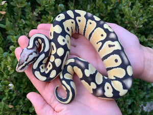 2023 Male Desert Ghost Fire Pastel