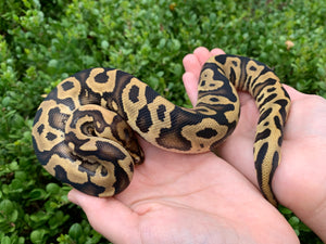 2023 Female Leopard Vanilla/Fire Het. Clown