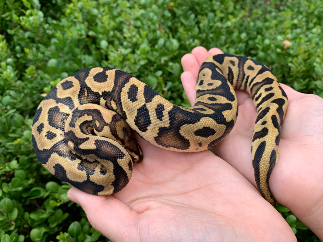 2023 Female Leopard Vanilla/Fire Het. Clown