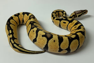 2023 Female Pastel Vanilla 66% Het. Clown