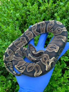 2023 Female GHI 66% Het Pied