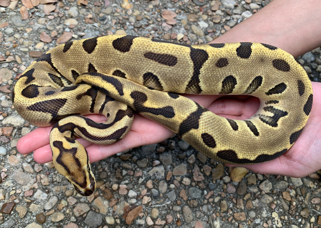 2022 Female Leopard Vanilla Enchi 66% Het. Clown