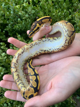 2024 Female Vanilla Orange Dream Yellowbelly