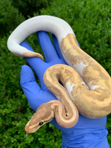 2023 Female Banana Pied