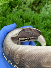 2023 Male Mojave GHI