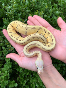 Firefly Pinstripe Double Het. Desert Ghost VPI Axanthic