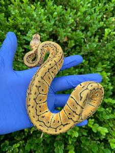 2024 Male Lemonblast DH DG Clown 50% Het VPI Axanthic