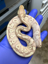 Female Banana Mojave Enchi Het Clown