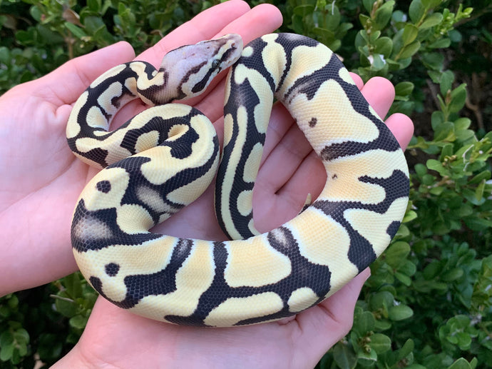 2023 Female Desert Ghost Fire Pastel