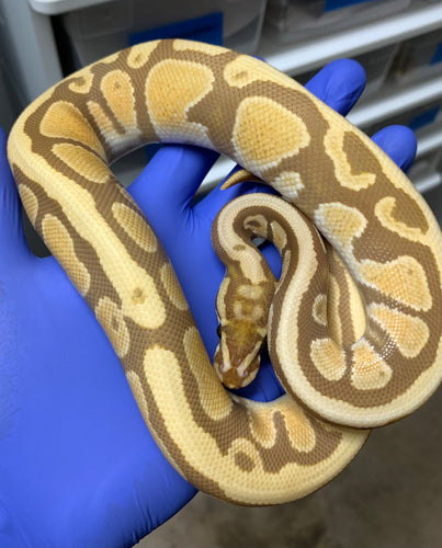 2025 Male Spotnose Ultramel 2