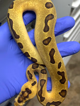 Female Super Enchi Clown