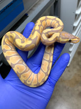 Female Banana Het Clown