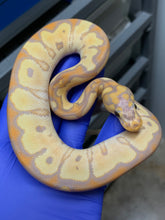 Male Banana Clown 02