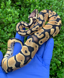 2024 Male Pastel DH DG Clown 50% Het VPI Axanthic