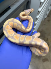 Male Banana Het Clown