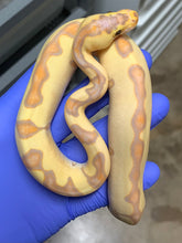 Male Banana Enchi Clown 03