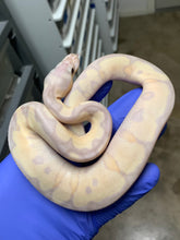 Male Super Banana Clown