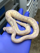 Male Super Banana Clown 02