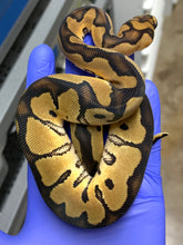 Female Clown