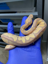 Female Banana Clown 01