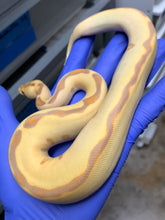 Male Banana Leopard Enchi Clown