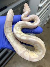 Male Lavender Snow (VPI Axanthic Lavender)