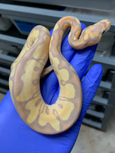 Female Banana Clown 01