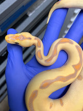 Male Banana Leopard Enchi Clown