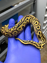 Male Leopard Vanilla Pastel 66% Het Clown