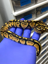 Male Citrus Pastel