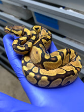 Female Vanilla Enchi Yellowbelly