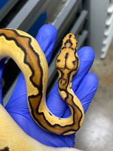 Female Orange Dream Vanilla Clown 03