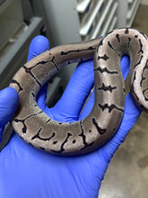 Male VPI Axanthic Pinstripe Het Desert Ghost