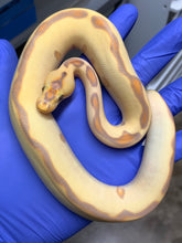 Male Banana Leopard Enchi Clown