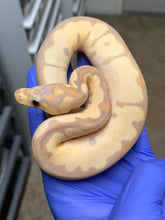 Male Banana Clown