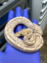 Female Banana Mojave Enchi Het Clown