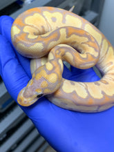 Male Banana Clown 02