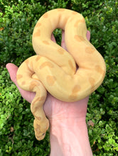 2022 Male Super Enchi Banana Clown