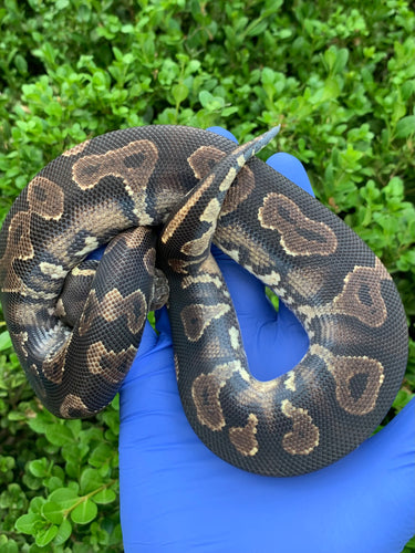 2023 Male Blackhead YB (HRA)
