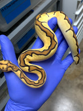 Female Orange Dream Vanilla Clown 03