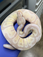 Male Lavender Snow (VPI Axanthic Lavender)