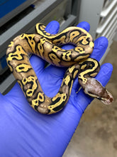 Female Blackhead Pastel Vanilla Yellowbelly