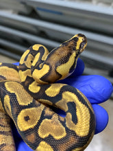 Female Vanilla Enchi Yellowbelly