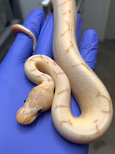 Male Banana Pinstripe Enchi Clown