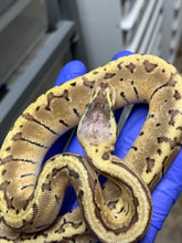 Female Lemonblast Het Desert Ghost 66% Het VPI Axanthic