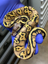 Female Blackhead Pastel Vanilla Yellowbelly